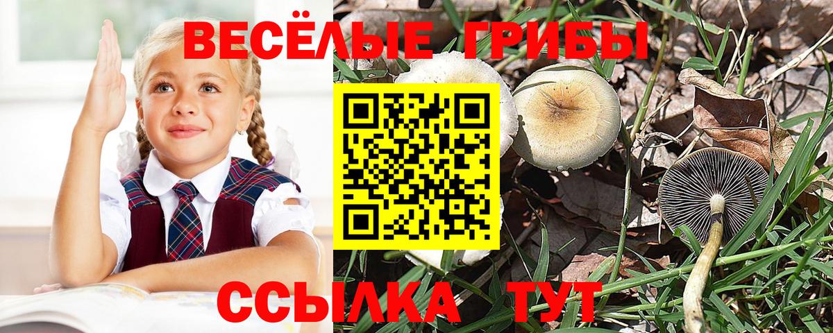 Псилоцибиновые грибы мицелий Тамбов